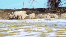 Incredible Sheep Facts, From Playful Lambs to Cozy Wool!