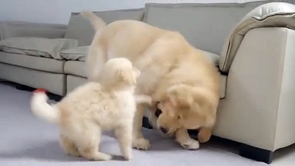 Golden Retriever Dad Tells Son Playtime Is Over.
