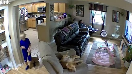 Having Protective Dogs are Awesome 😲   Cute Moments Dog and Human