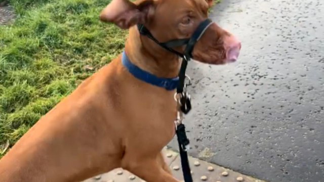 Dog walks on hind legs to catch a better view of the dog ahead