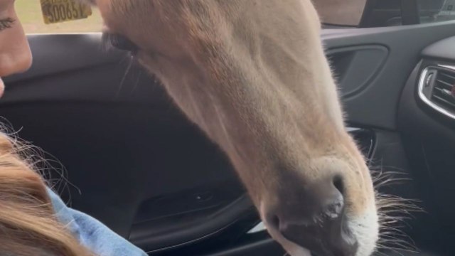 Mischievous nilgai snatches food from girl’s lap at safari drive-thru
