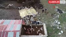 Çatak'ta Fırtına Hayvanları Vurdu: 11 Koyun Telef Oldu