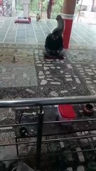 हनुमान मंदिर में पाठ कर रहे युवक के सिर पर आकर बैठा बंदर