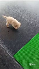 Cute puppy - never give up
