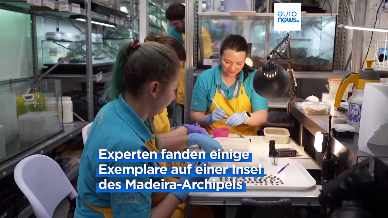 Zoos retten bedrohte Mini-Schnecken auf Atlantikinsel