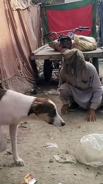 Funny Prank on dog  Wolfmask funny prank on dagos  Funny  Prank  Dog got worried about Wolf mask  #funny #dogs #pranks #funny dogs prank #dogs viral funny prank #dogfunny #funny dog #comedy dog