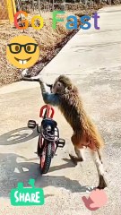 Monkey rides bicycle