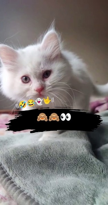 Funny butiful cats 😍