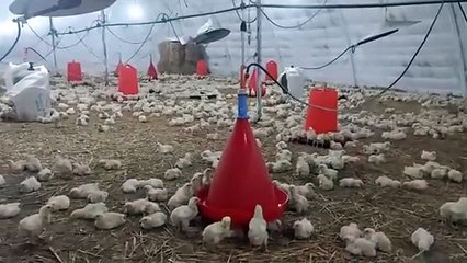 تربية الدجاج اللحم