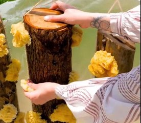 Old-school mushroom farming!
