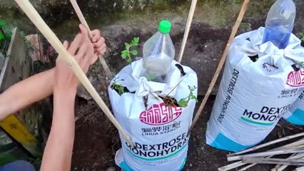 "Cómo Cultivar Patatas en Bolsas de Tierra y Ahorrar Dinero 💰🥔"