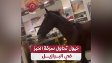 خيول تحاول سرقة الخبز في البرازيل