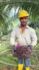 Yaqeen_karo_malaysia_#india_#shorts_#viralshort_#ytshortsvideo_#foryou_#harvesting(1080p)