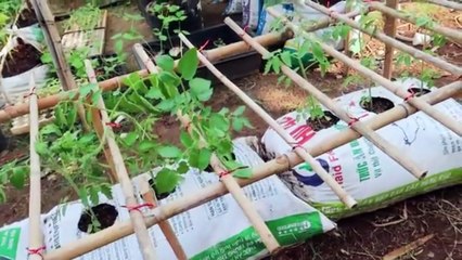 "Çuvallarda Domates Yetiştiriciliği: Kolay ve Verimli Yöntem 🍅🌱"
