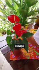 Plantas que transmitem boas vibrações e não podem faltar em sua casa em 2025