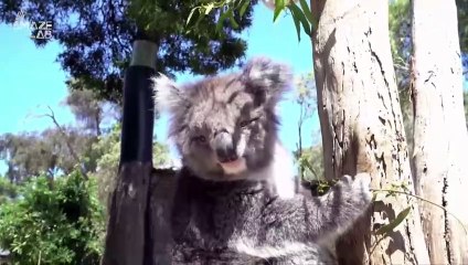 Koala Bears Are Facing Their Biggest Threat Yet: Chlamydia