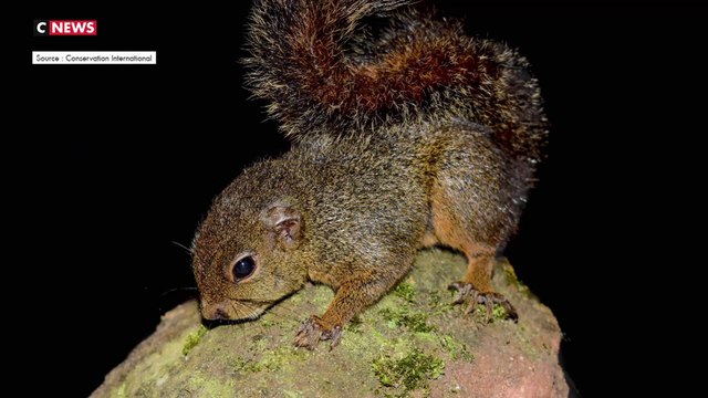 27 nouvelles espèces animales découvertes au Pérou