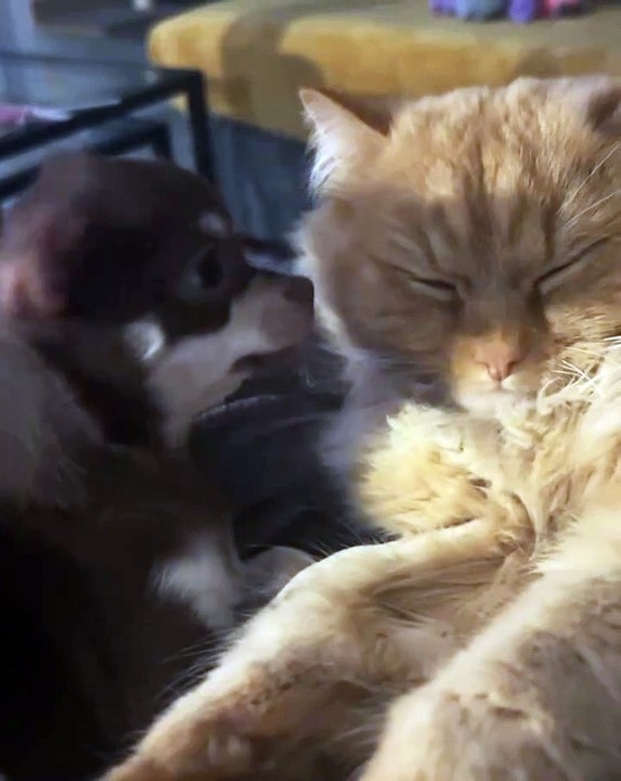 🐱🐾 Welcome to the purr-fect haven for cat lovers! In this delightful vide