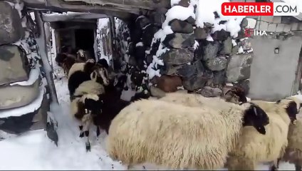 Bitlis'te Hayvan Yetiştiricileri Zorlu Kışa Hazır