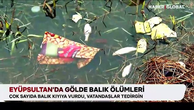 Eyüpsultan'da gölde balık ölümleri: Çok sayıda balık kıyıya vurdu, vatandaşlar tedirgin