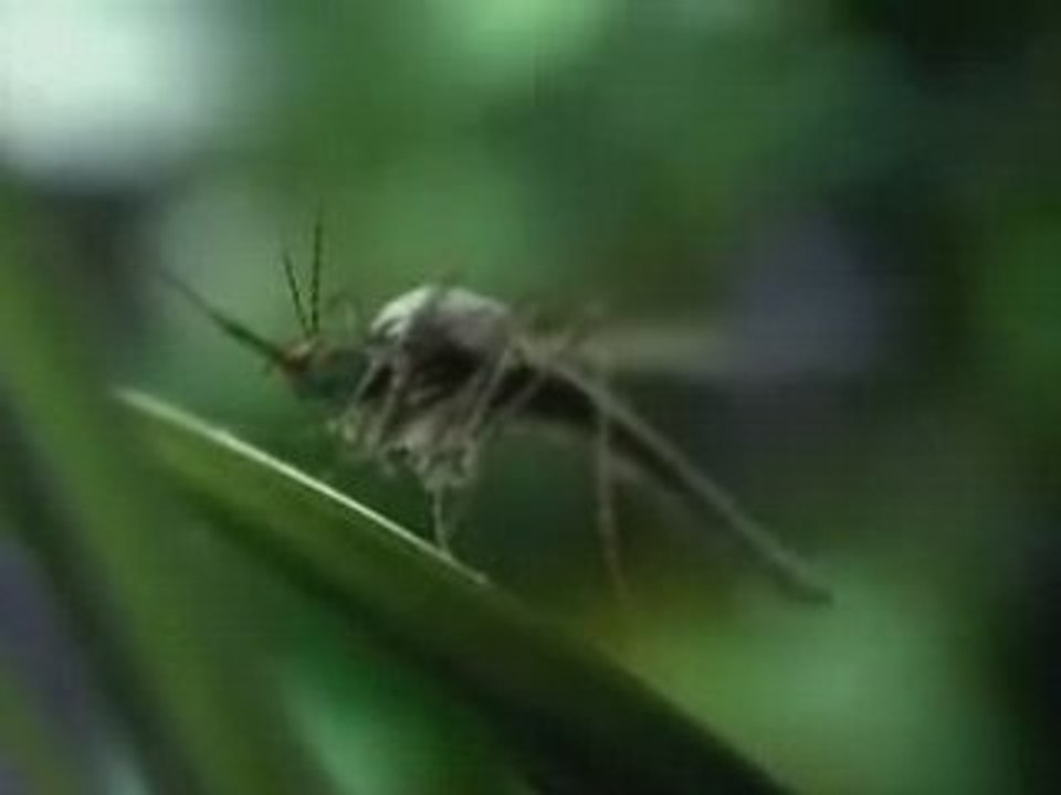 Pub Microsoft XBOX moustiques mosquitos