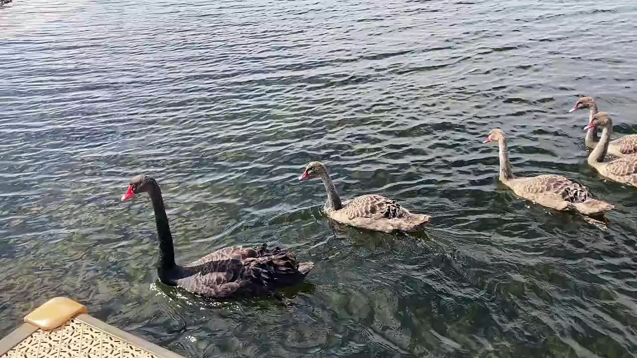 Ducks Swimming