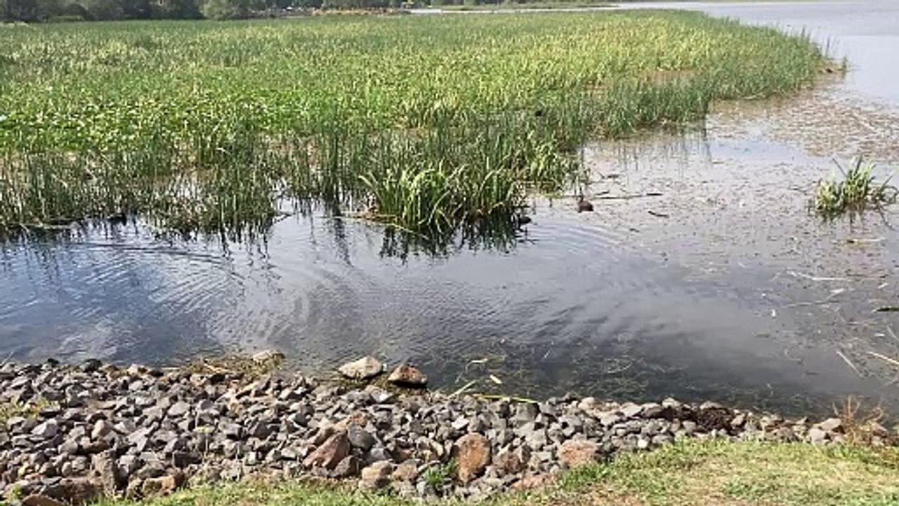 Ducks Hunting for Fish