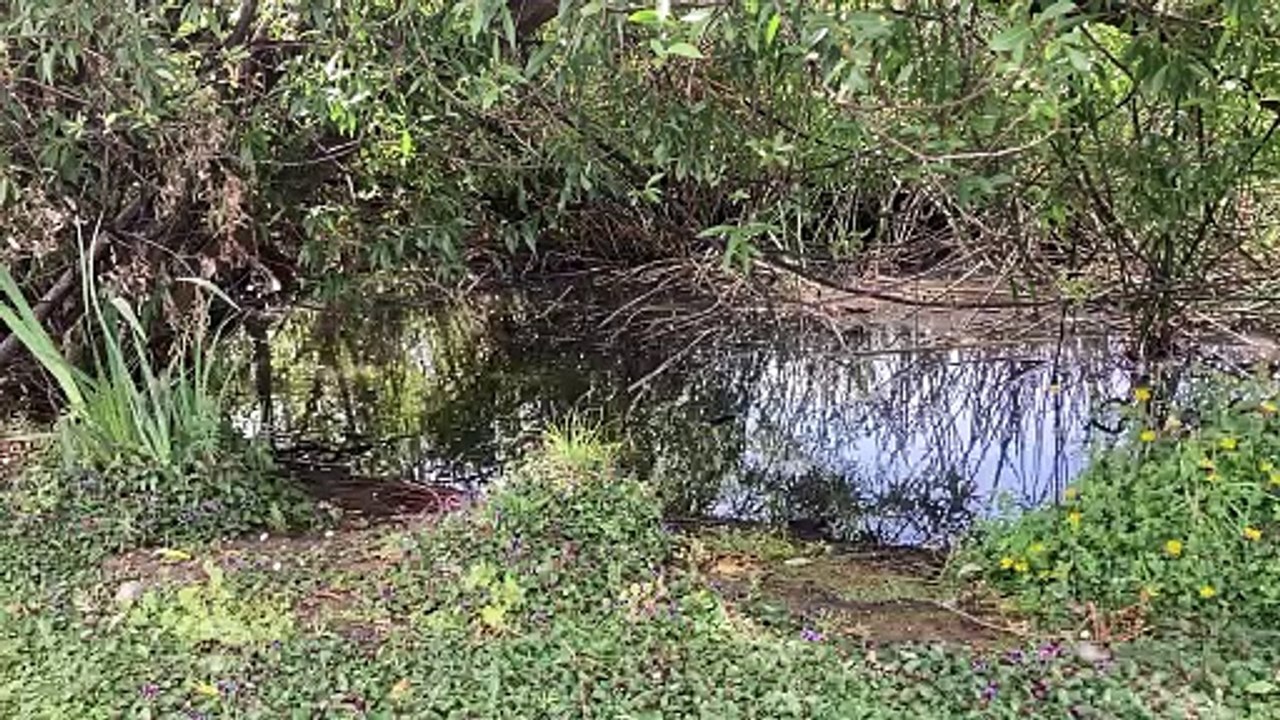 A peaceful Creek