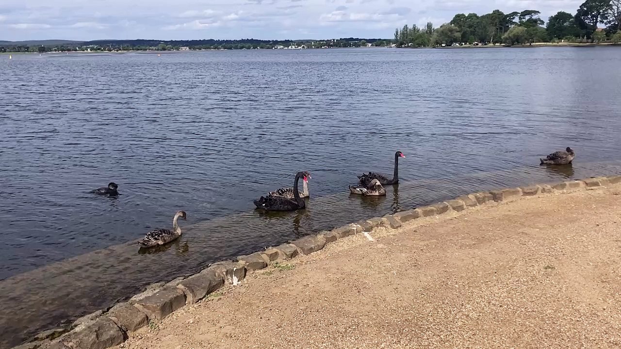 Ducks Swimming Together