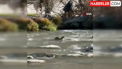 Nesli Tehlike Altında Olan Su Samuru Şırnak'ta Görüntülendi