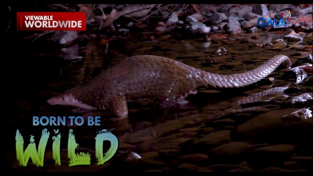 Banta sa buhay ng mga Palawan pangolin! | Born to be Wild