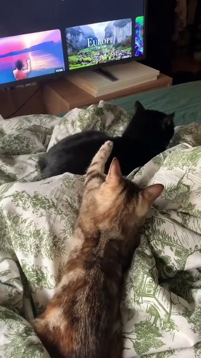 Funny cat Compilation