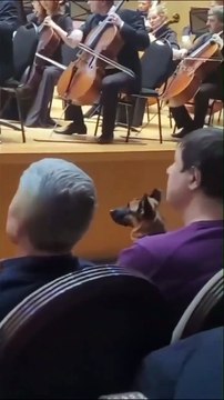 Ce chien adore la musique classique... trop mignon
