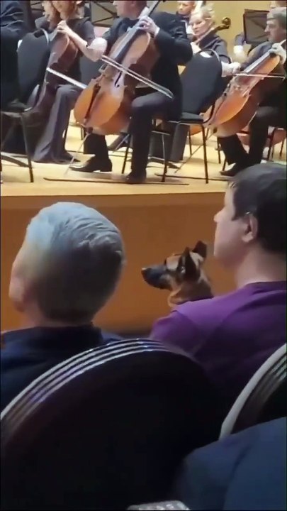 Ce chien adore la musique classique... trop mignon