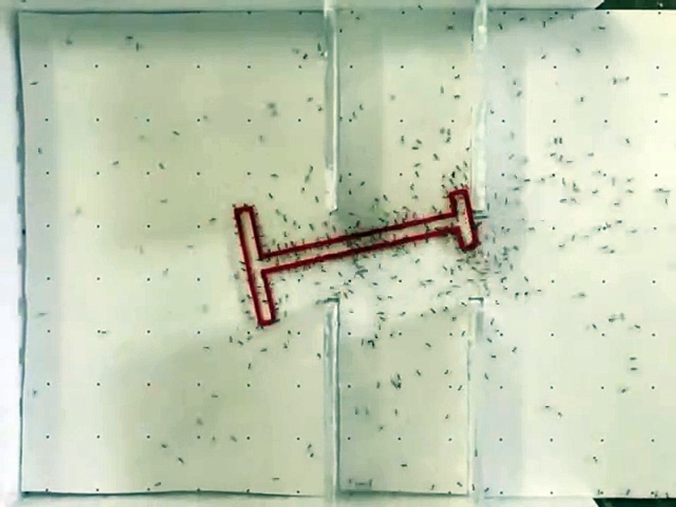 Ces fourmis sont beaucoup plus intelligentes que nous