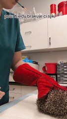 Faire une piqûre à un hérisson... pas simple