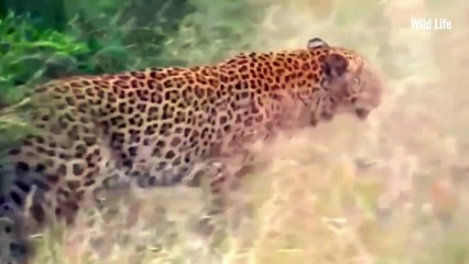 WILD DOGS Gang Up on Leopard in CRAZY Animal Fight! #wildlife #wildanimal #animalkingdom