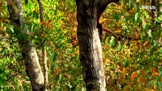 WILD Lion Takes on GIANT Buffalo and Giraffe in South Africa! #wildlife #lion #southafrica #wildanimals