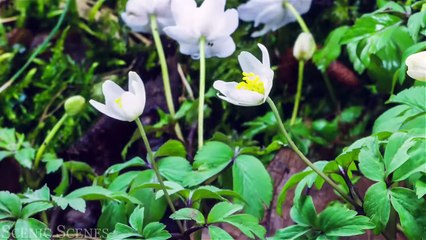 Our Green Planet 4k - Scenic Nature Views With Relaxing Music
