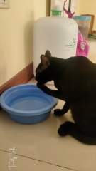 How my cat 'drinks' water