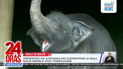 Preserved na katawan ng elepanteng si Mali, balik-Manila Zoo; pinipilahan | 24 Oras Weekend