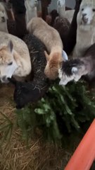 Alpacas dine on donated Christmas trees