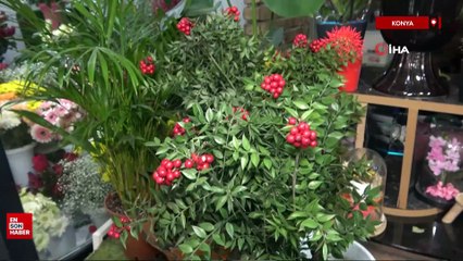 Kokina çiçeğinin fiyatı ise 350-400 lira arasında