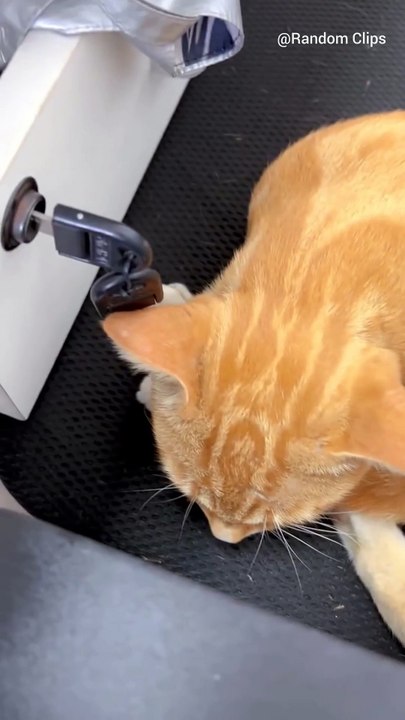 Endless engine this cat can benefit us a lot with his mechanism mind .