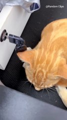 Endless engine this cat can benefit us a lot with his mechanism mind .