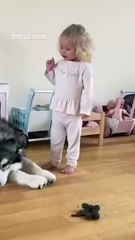 At least it didn’t hit the fan #adorable #dog #cute