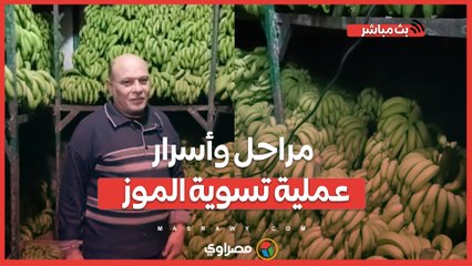 من الأرض إلى المائدة.. مراحل وأسرار عملية تسوية الموز فى الشرقية بالتفصيل