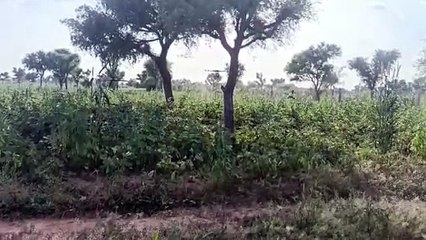 ओस की गिरती बूंदों के साथ फसलों की निगरानी में लगे काश्तकार