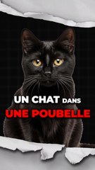 Un chat à la poubelle ?!