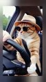 A cat driving a car | Ai cat video | cute cat | super cat